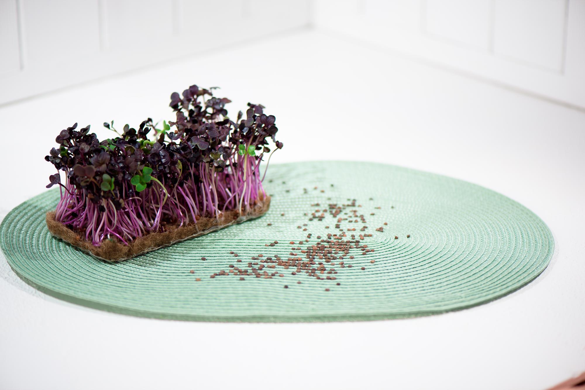 Close-up of plated seasonal appetizer with microgreens